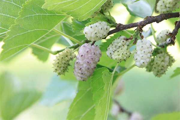 Cât de utile sunt frunzele de mulberry