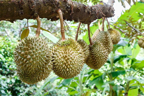 Durian în cultură