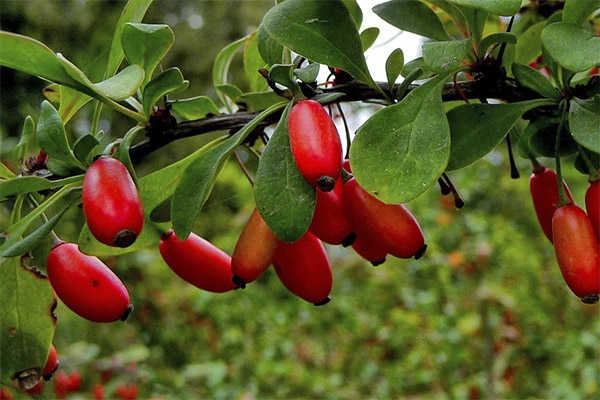 Ενδιαφέροντα γεγονότα για το barberry