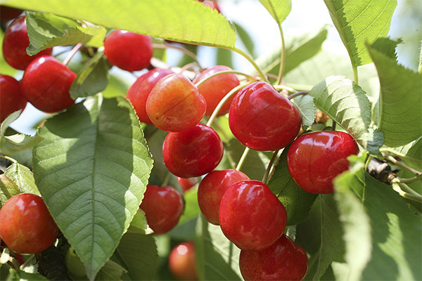 Ενδιαφέροντα γεγονότα για το Cherry