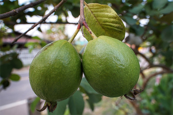 Guava Γεγονότα