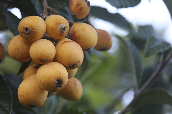 Zaujímavosti o ovocí medlar