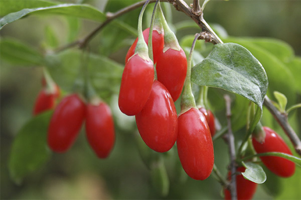 Zaujímavosti o bobuliach goji