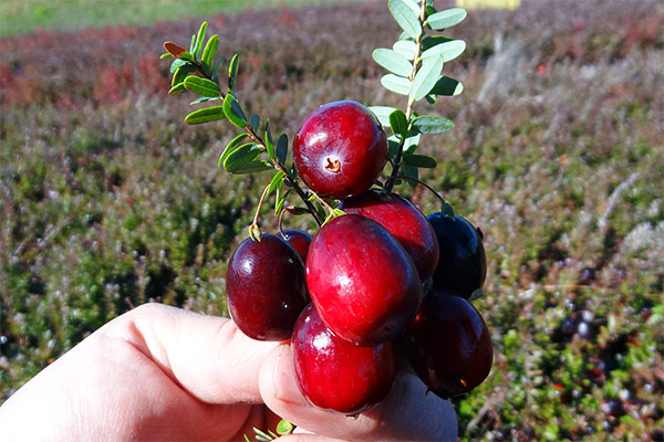 Πώς να μαζέψετε και να αποθηκεύσετε τα cranberries