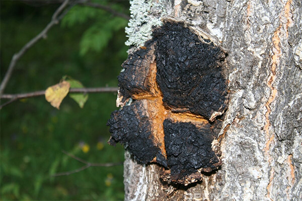 How and where does chaga mushroom grow?