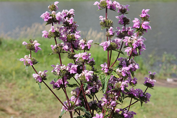 How to grow Zopnik on your garden