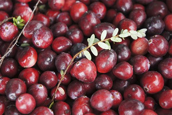 Cranberries in medicine