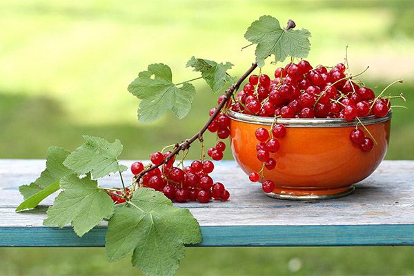 Red currant in medicine