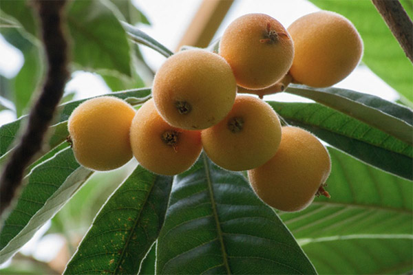 Therapeutic properties of medlar leaves