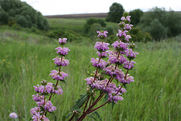 Therapeutic properties of herb Zopnik