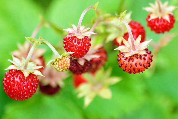 Can we give animals strawberries