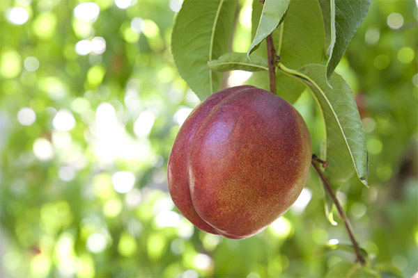 Nectarine in medicine