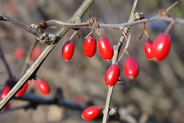 Kasulikud omadused barberry