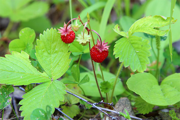 Benefits and harms of strawberries