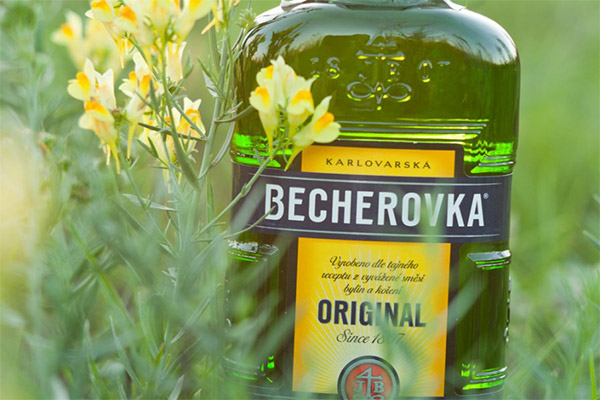 Výhody a škody bylinného balzamu Becherovka