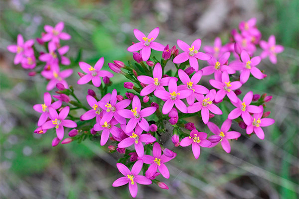 The benefits of St. John's wort