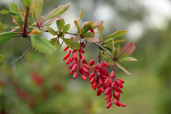 Barberry v tradičnej medicíne