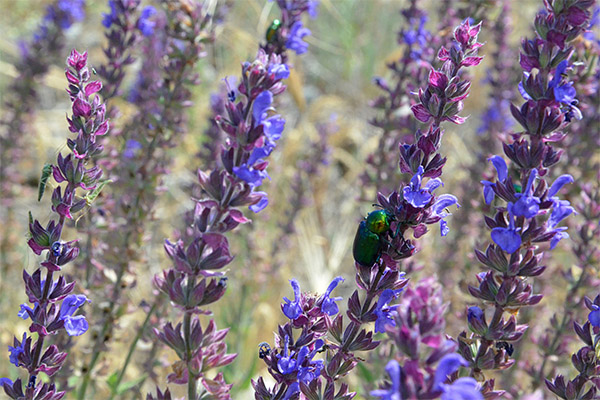 Culinary Applications of Sage