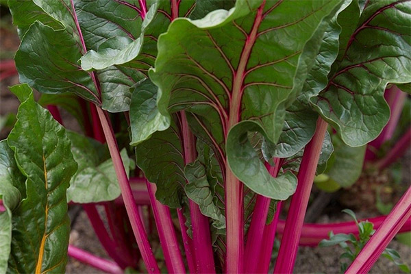 Collection and storage of beet tops