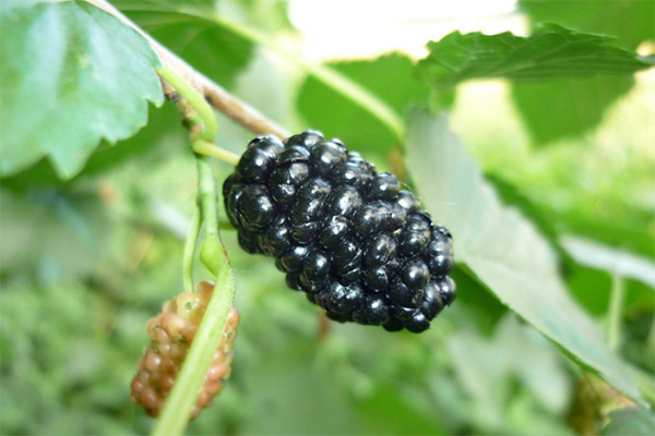 Mulberry in medicine