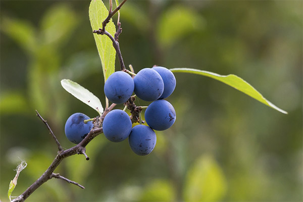 Sloe fructe de padure în medicină