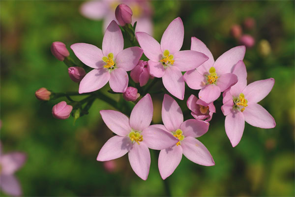 Styles of medicinal compositions with St. John's wort