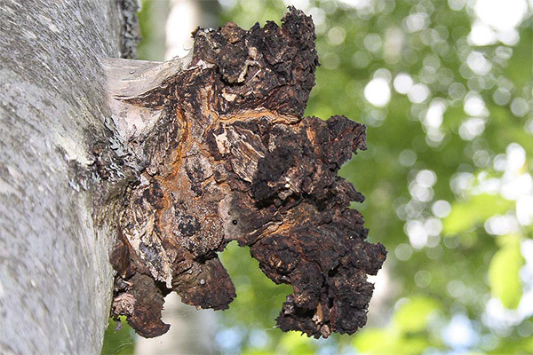 Hazards and contraindications of chaga