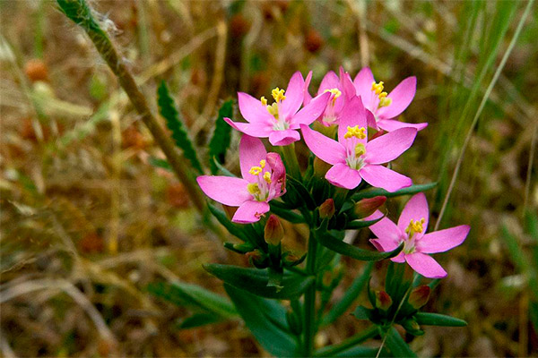 St. John's wort in medicine