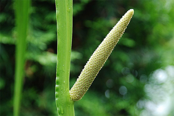 Marsh calamus