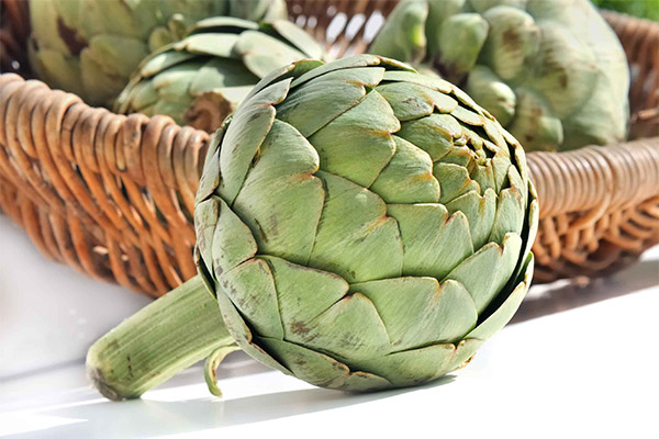 Artichoke in medicine