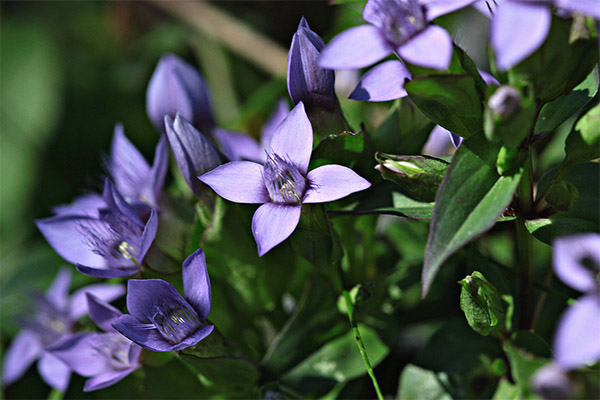 Gentian cross-leaved