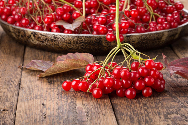 Interesting facts about cranberry