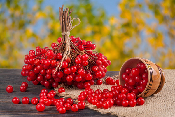 Ενδιαφέροντα γεγονότα για το guelder rose