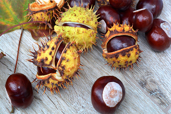 Interesting Chestnut Facts