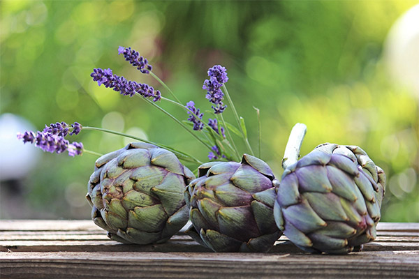 Interesting facts about artichoke