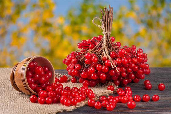 How to collect guelder rose for jam