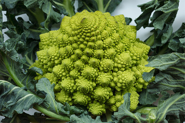 Kā audzēt Romanesco kāpostus