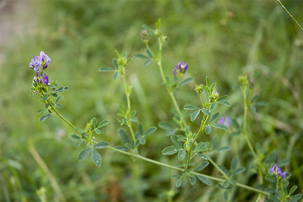 Kā audzēt lucernu