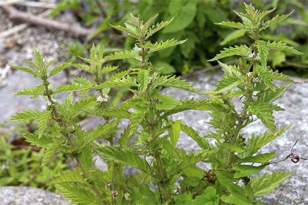 Medicinal properties of European celery