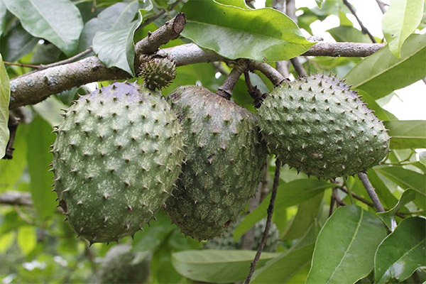 Guanabanas augļu terapeitiskās īpašības