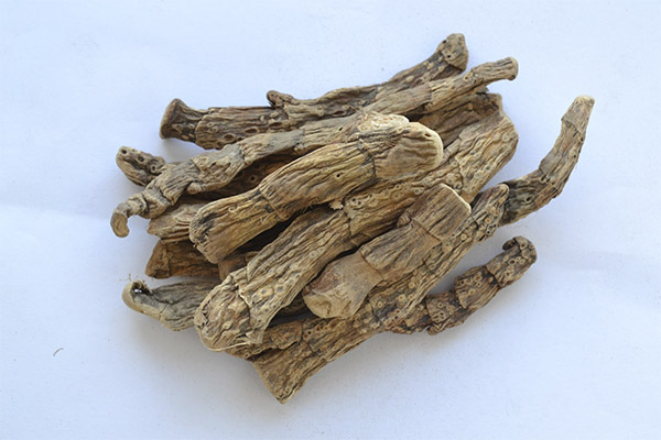 Therapeutic properties of marsh cairo root