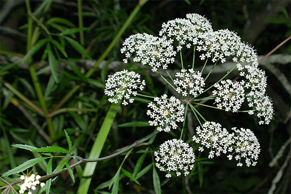 Hemlock herb ārstnieciskās īpašības