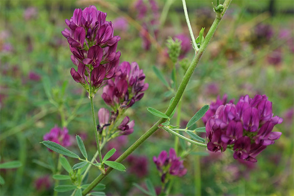 Therapeutic properties of alfalfa