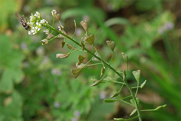 Herbs Medicinal Properties of Shepherd's Purse