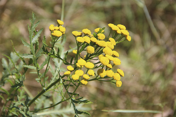 Medicinal properties of tansy herb