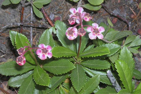 Liečivé vlastnosti bylín wintergreen