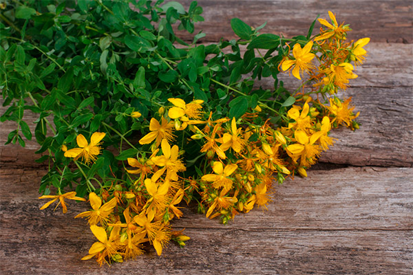 Medicinal properties of the herb St. John's wort