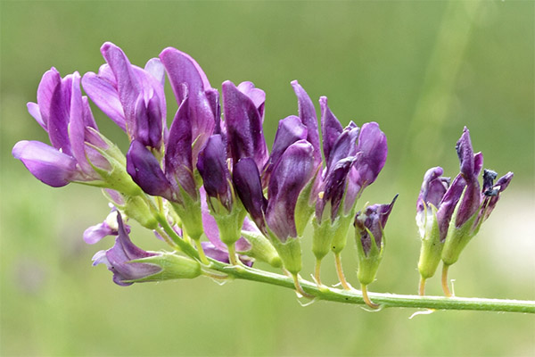 Lucernă