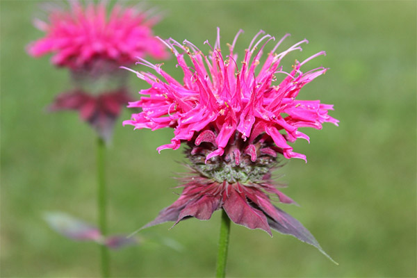 Monarda