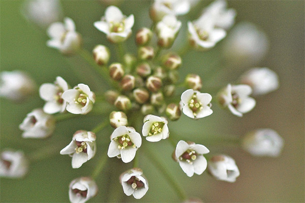 Shepherd's Purse in Traditional Medicine